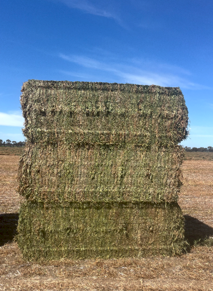 100mt Vetch Hay 720kg 8x4x3 Bales