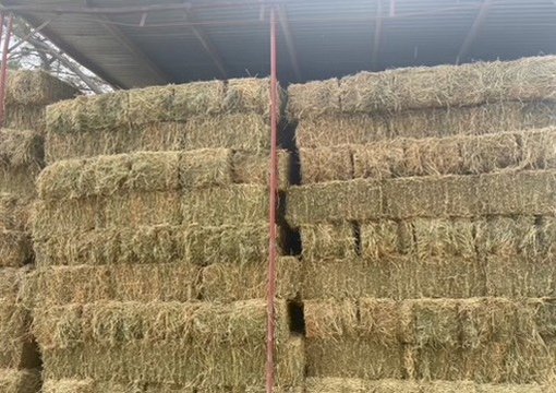 1000 x Lucerne Hay Small Squares