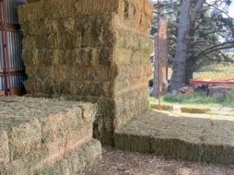 1000 x Lucerne Hay Small Squares