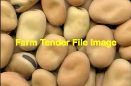 WANTED 3000 ton P/A | 250 ton per month for export of Broad Beans