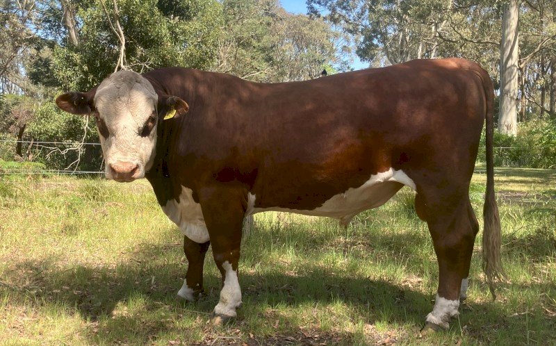 Poll Hereford Bulls
