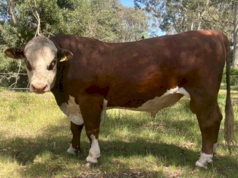 Poll Hereford Bulls