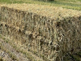 Wheaten Hay 700kg 8x4x3 Bales