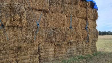 175m/t Organic Oaten Rye Grass Hay
