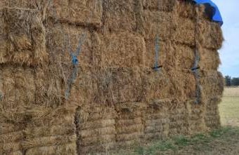 175m/t Organic Oaten Rye Grass Hay