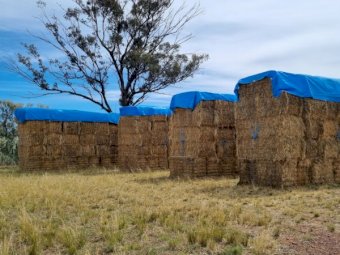 175m/t Organic Oaten Rye Grass Hay