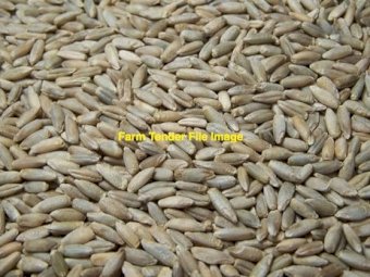 10mt Rye Corn