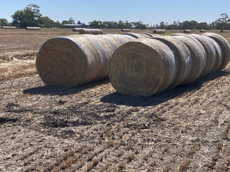 350 x Barley Hay 5x4 Round Bales