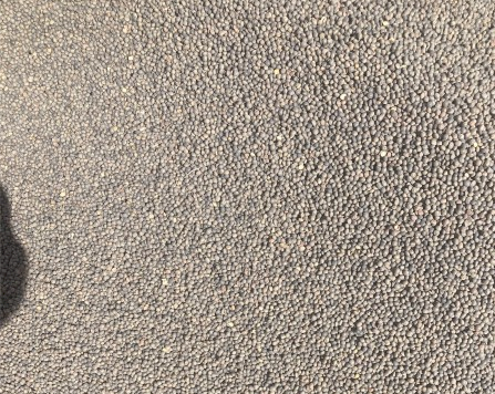 50mt Morava Vetch Seed
