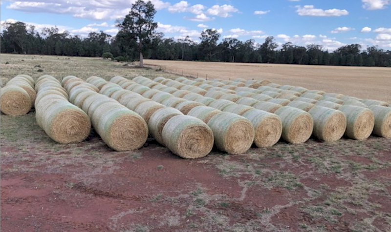 100 x Barley Straw 5x4 Rolls