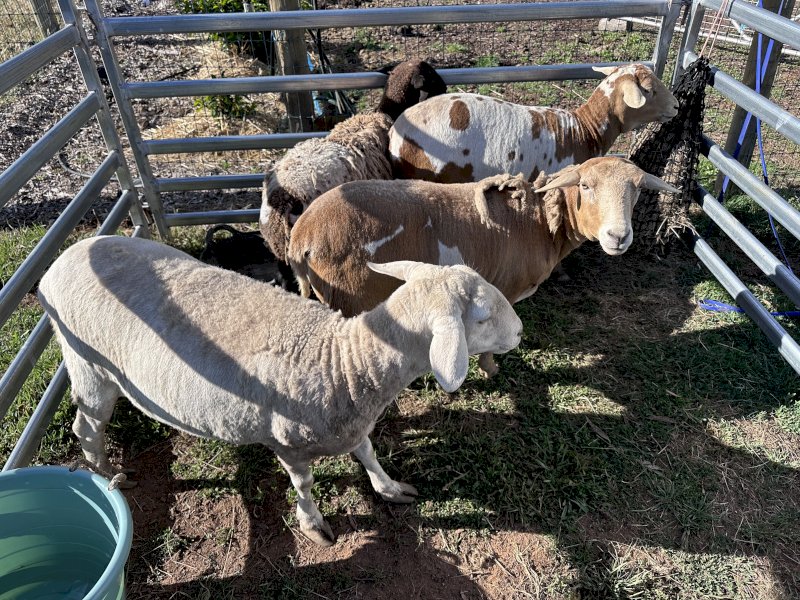 Harlequin Mini Meat Sheep (HMMS) x 4