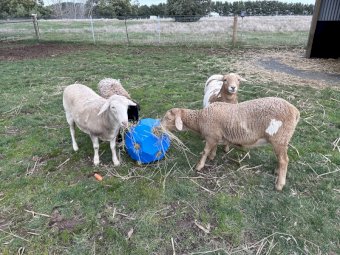 Harlequin Mini Meat Sheep (HMMS) x 4