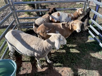 Harlequin Mini Meat Sheep (HMMS) x 4