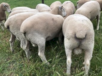 20 x Ryeland Rams