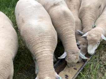 20 x Ryeland Rams