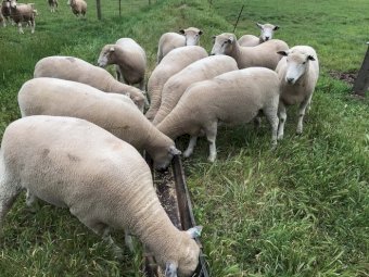 20 x Ryeland Rams