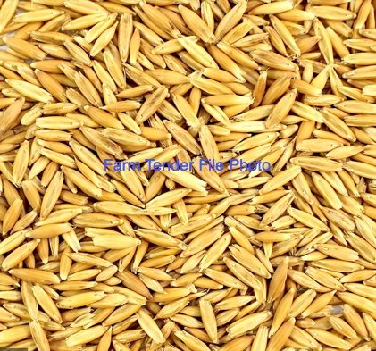 170mt Kingbale Oat Seed