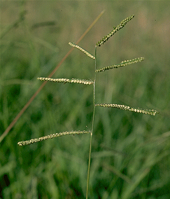 800kg Broadleaf Paspalum Pasture Seed