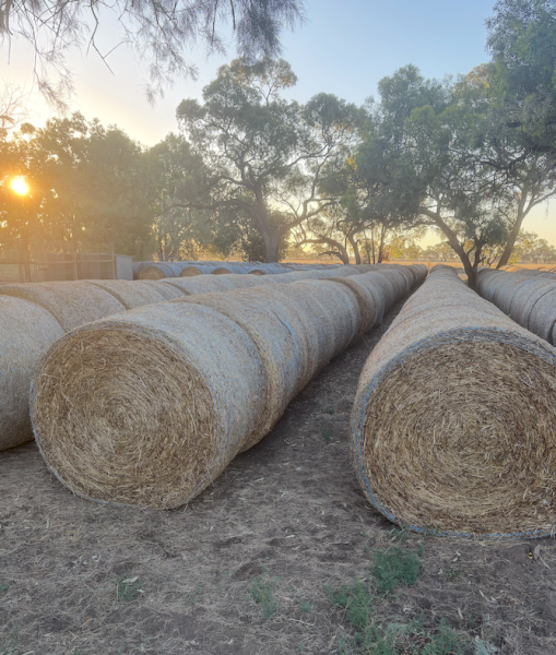 700 x Pasture Hay 5x4 Rolls