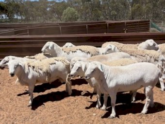 12 Australian White Rams