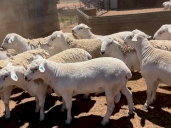 12 Australian White Rams