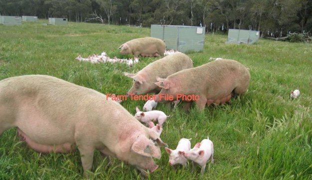 WANTED Landrace or Large White Sows