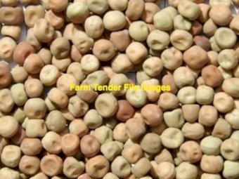 100 mt Field Peas