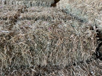 580 X Lucerne Hay Small Square Bales