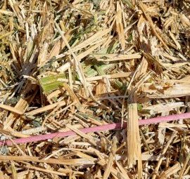 220 mt Canola Hay