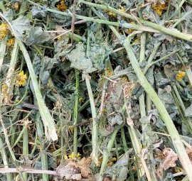 220 mt Canola Hay