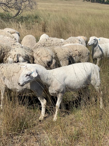 Pure Bred Aussie White Young Ewes