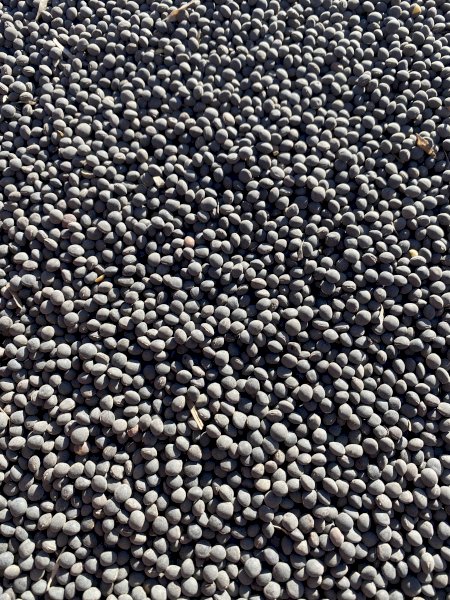 Popany Vetch Seed 24/25 Season