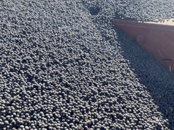 Popany Vetch Seed 24/25 Season
