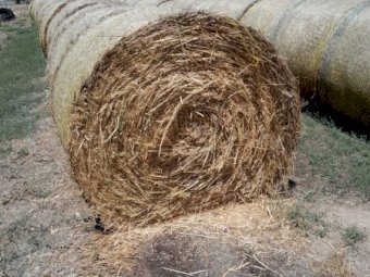 68 x Oaten Hay 320kg 5x4 Rolls