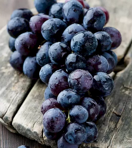 WANTED 3-5 ton of Black Grapes to make Wine