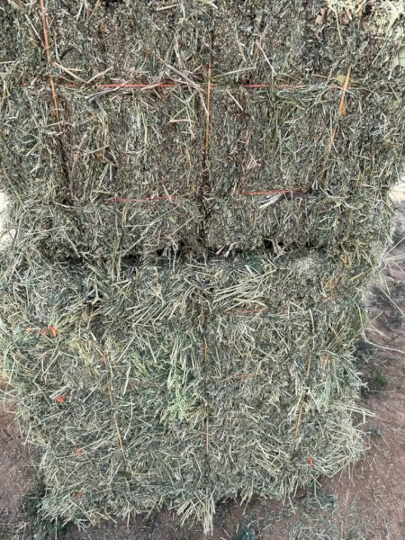 580 X Lucerne Hay Small Square Bales