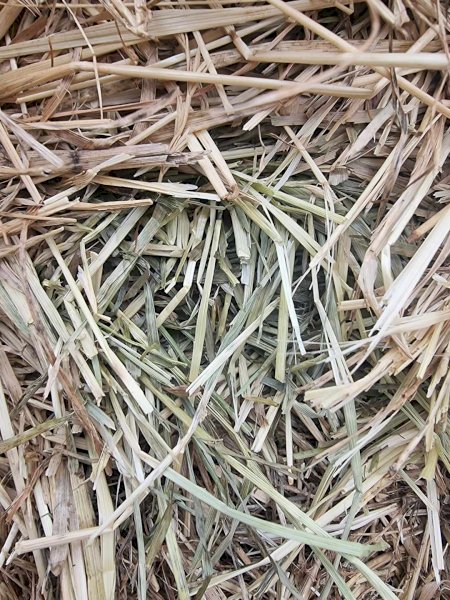 200mt Pasture Hay 550-580kg 8x4x3 Bales