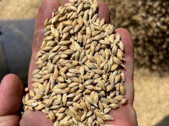 16MT Maximus Barley Seed
