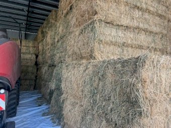100 X Lucerne 8X4X3 Large Square Bales
