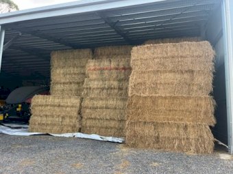 100 X Lucerne 8X4X3 Large Square Bales