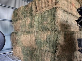 100 X Lucerne 8X4X3 Large Square Bales