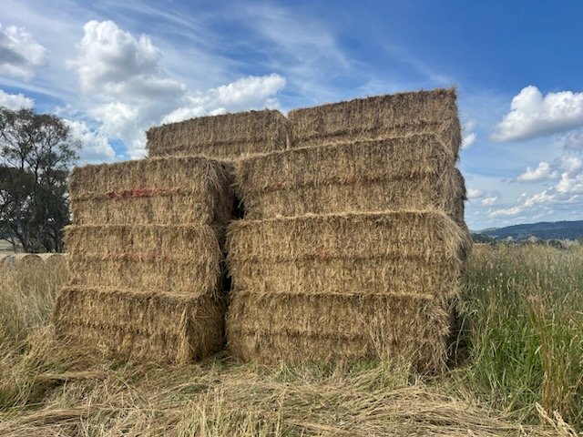 30 X Phalaris Fescue Rye Hay 8X4X3 large Square bales