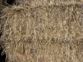 30 X Phalaris Fescue Rye Hay 8X4X3 large Square bales