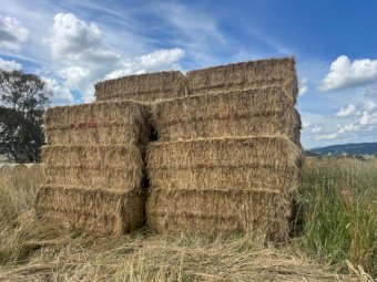 30 X Phalaris Fescue Rye Hay 8X4X3 large Square bales