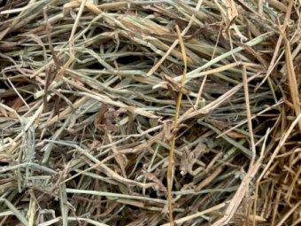 30 X Phalaris Fescue Rye Hay 8X4X3 large Square bales