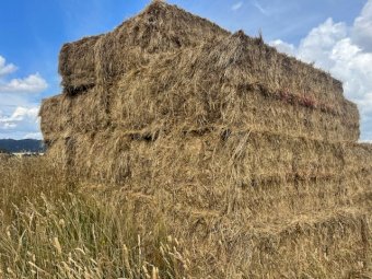 30 X Phalaris Fescue Rye Hay 8X4X3 large Square bales