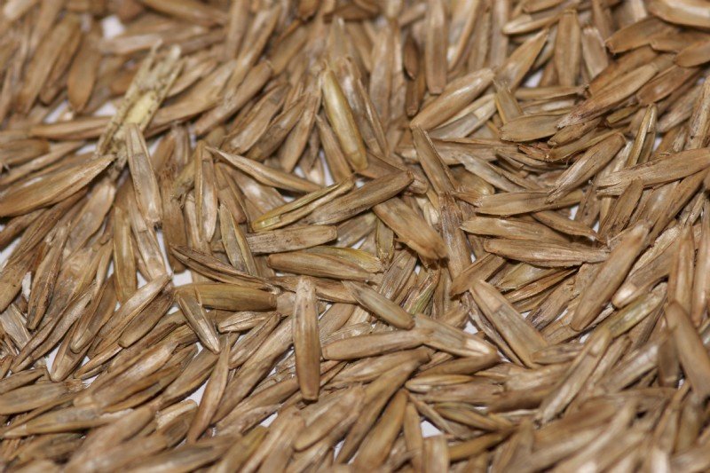 Wimmera Annual Ryegrass Seed