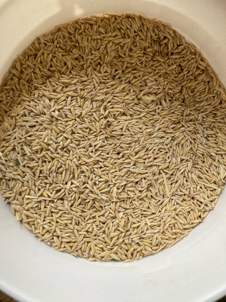 2025 180t Yallara Oats