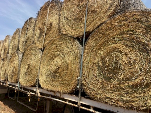24' Season Wheaten Hay Round Bales