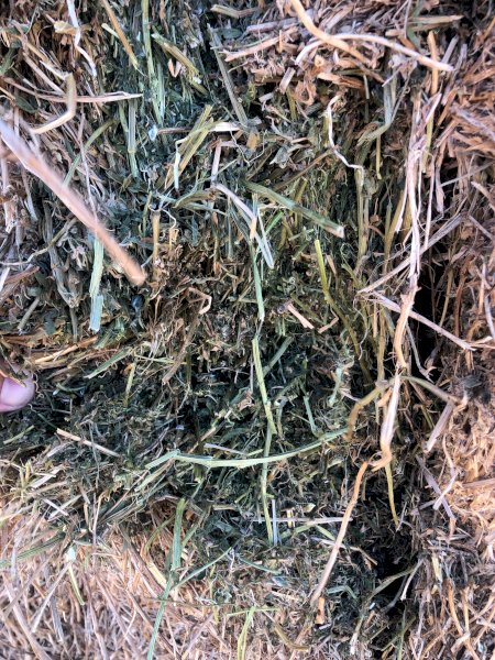 200mt Vetch Hay 560kg 8x4x3 Bales